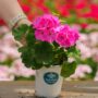 Geranium – Tango Deep Pink – 4.5″ Pot